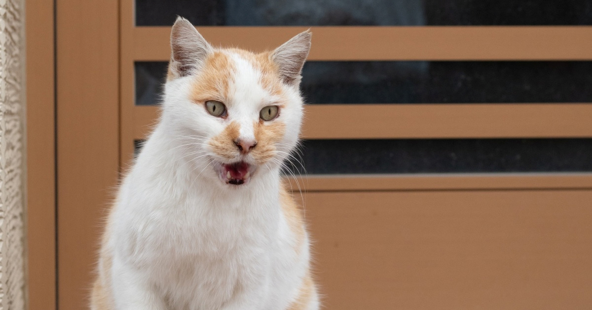 Mačak se iskrao iz kuće i odmah požalio, snimka je nasmijala internet