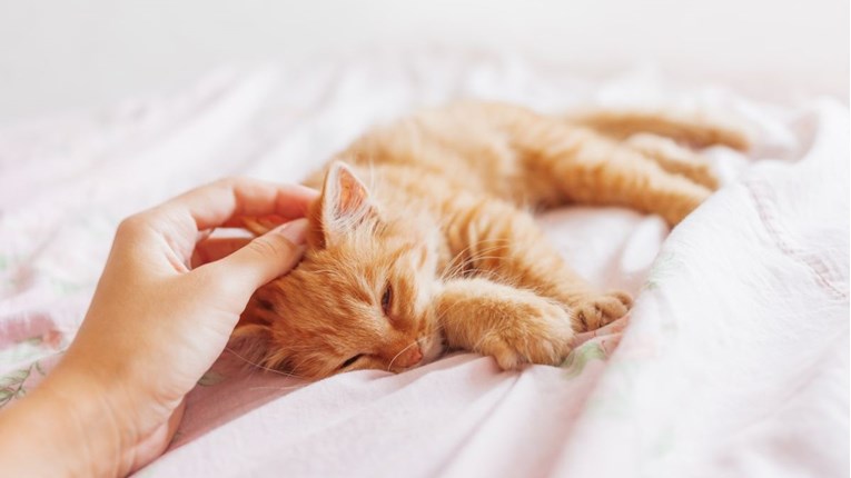 Ovo su pravi razlozi zbog kojih mačke vole spavati pored svojih vlasnika