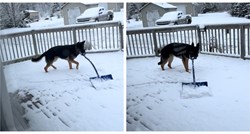 9 mil. pregleda: Pas koji čisti snijeg oduševio je korisnike društvenih mreža
