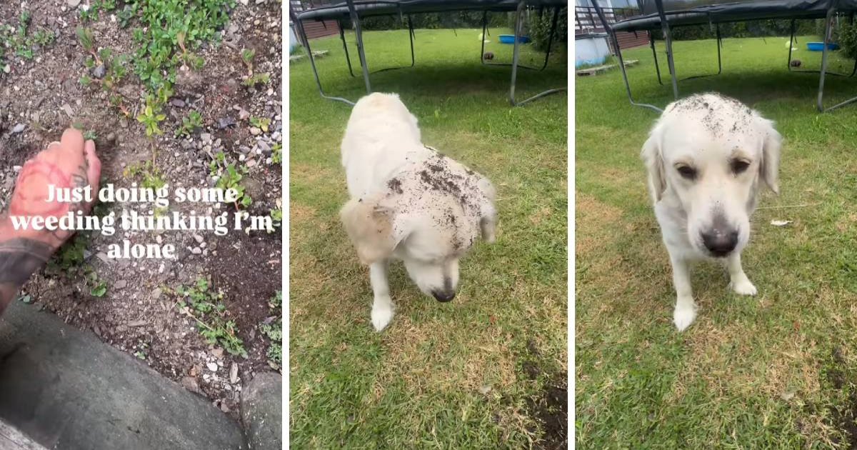 Zlatna retriverica pomogla vlasniku plijeviti vrt, video je viralan