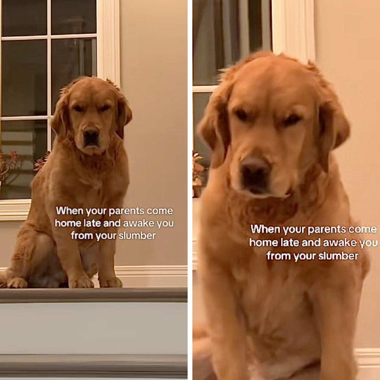 Reakcija psa kad su ga vlasnici probudili nakon izlaska nasmijala je ljude