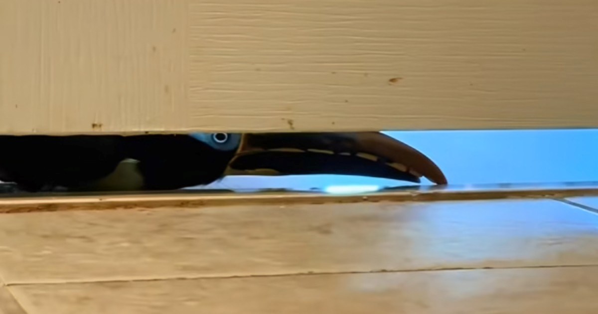 Vlasnica tukana od njega nema mira ni u kupaonici, prati je u stopu i želi pažnju