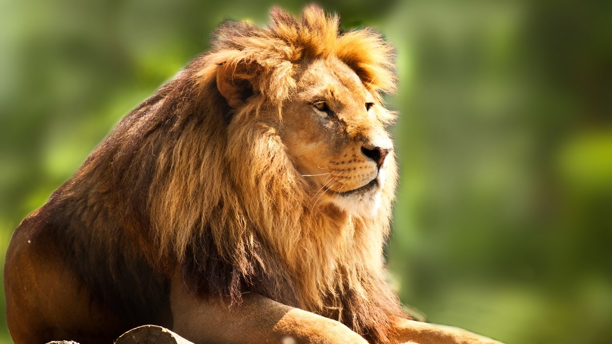 Lav se pravio važan, a onda se dogodilo nešto što mu se nije svidjelo