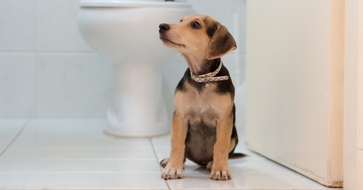 Veterinarka upozorila vlasnike da nikad ne puštaju pse blizu kupaonice