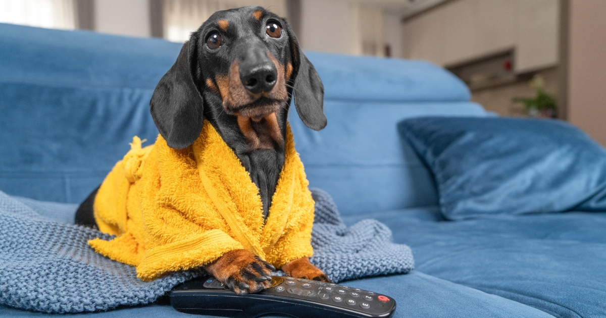 Vole li psi gledati televiziju?