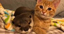 Neobično prijateljstvo: Preslatka vidra i mačak nerazdvojni su prijatelji