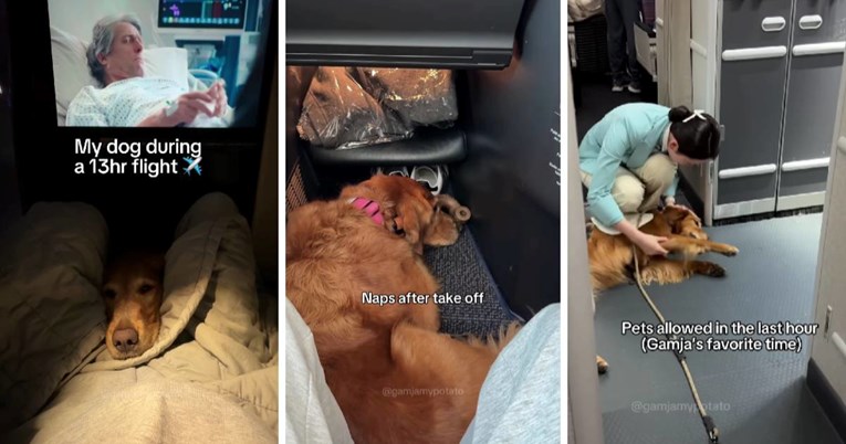 VIDEO Zlatni retriver oduševio ponašanjem na letu dugom 13 sati