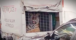 U Hrvatskoj se tigrovi voze u prikolicama. Kako je to moguće?