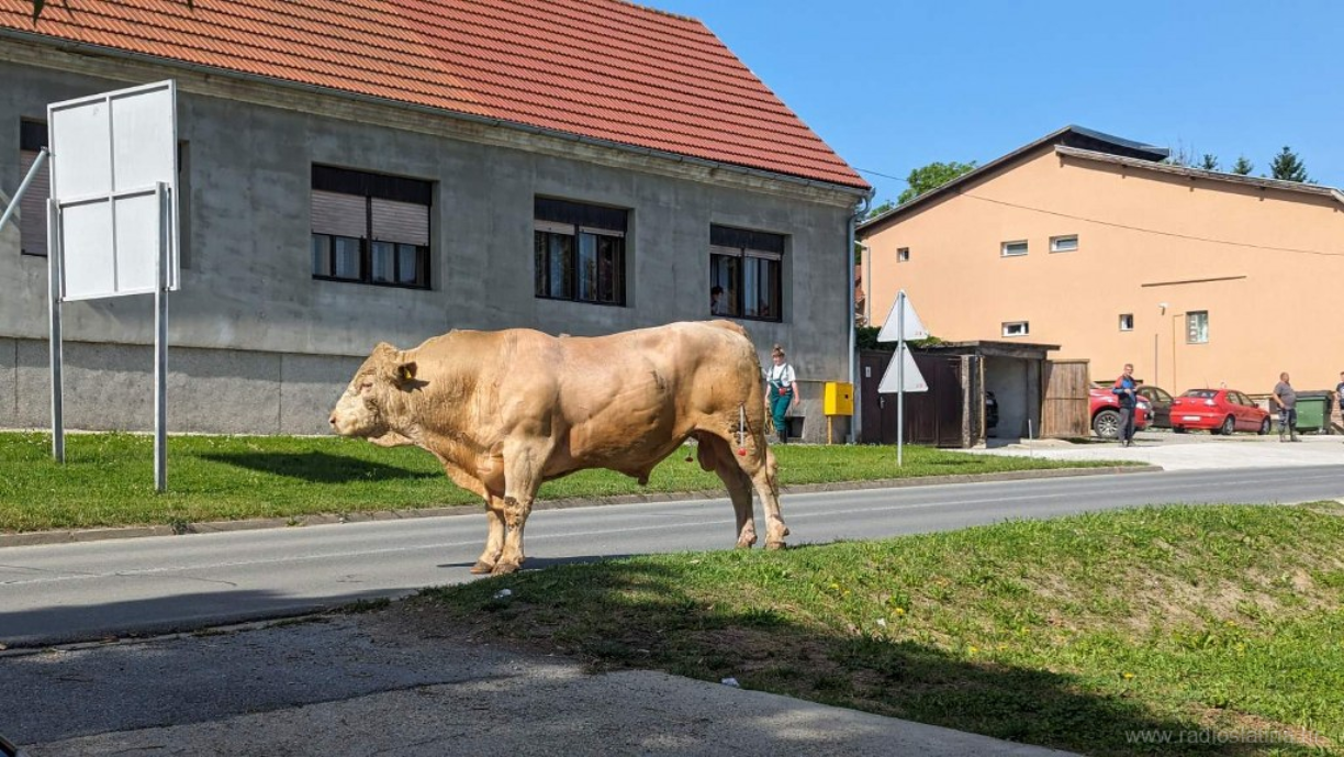 Slatinom šetao ogromni bik, jedva su ga maknuli s ceste