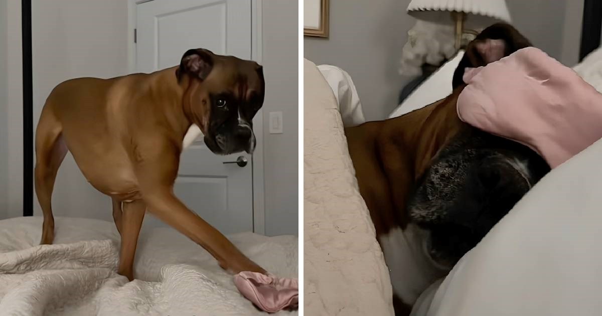 Neobičan ritual prije spavanja bokserice oduševio milijune