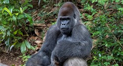 U zoološkom vrtu u Atlanti se pojavila korona, zaraženo 13 gorila
