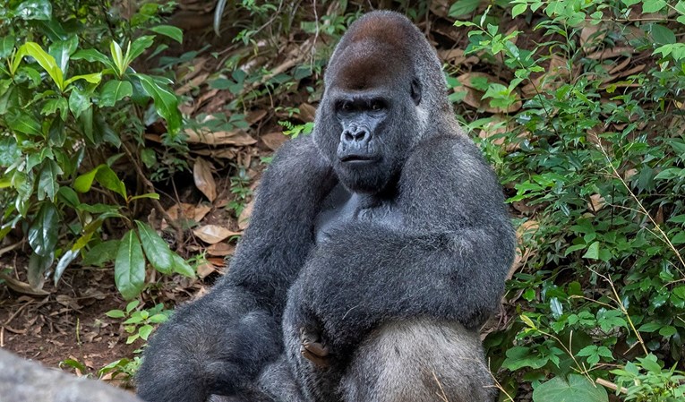 U zoološkom vrtu u Atlanti se pojavila korona, zaraženo 13 gorila