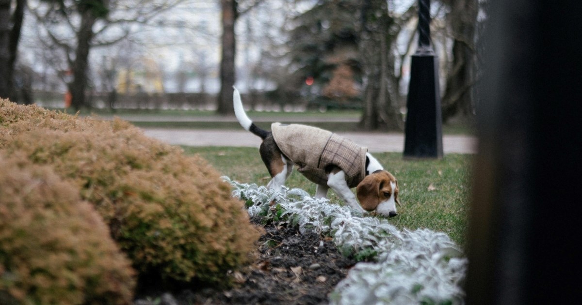 Kada je prehladno za šetnju psa? Trenerica upozorava na opasnosti niskih temperatura