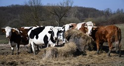 Državni zavod za statistiku: Broj goveda u odnosu na godinu ranije u porastu