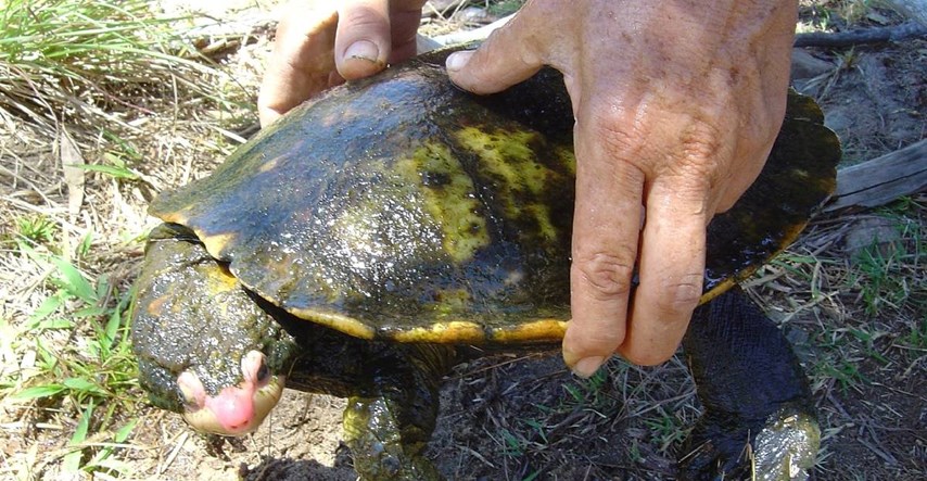 U Australiji nakon 25 godina nađena kornjača koja diše kroz stražnjicu