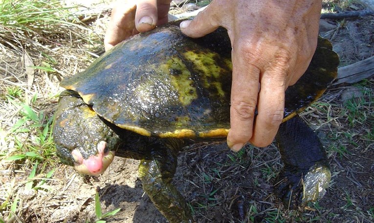 U Australiji nakon 25 godina nađena kornjača koja diše kroz stražnjicu