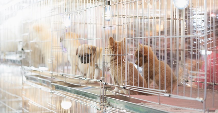 New York zabranio prodaju pasa, mačaka i kunića u trgovinama za kućne ljubimce