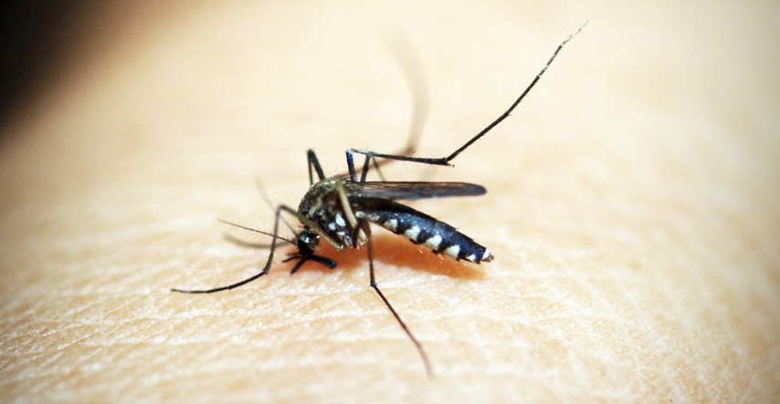 Mogu li komarci prenijeti koronavirus na ljude?