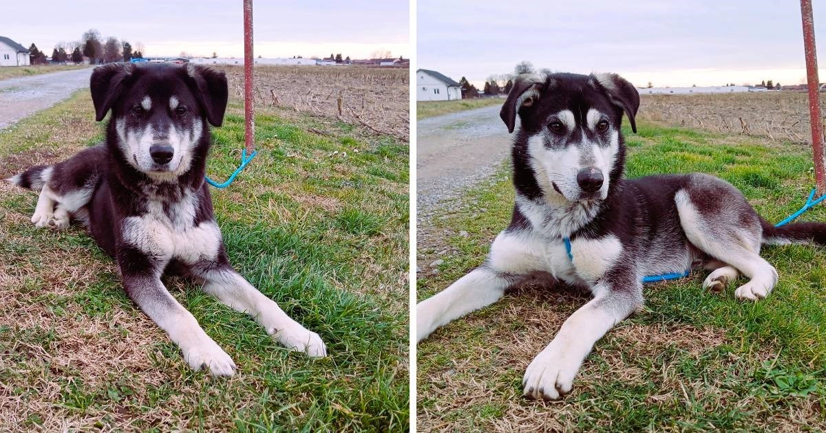 Braco Artur i seka Amora traže dom u kojem će odrasti s ljubavlju. Pomozimo im u tome