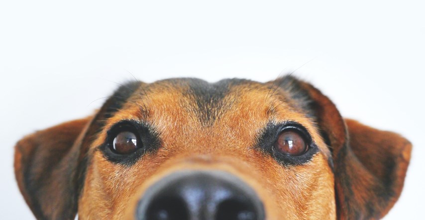 Ova pasmina psa je najzdravija i najotpornija na svijetu