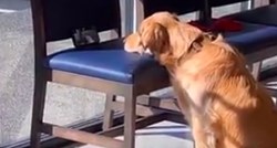 "Najmirniji pas u veterinarskoj čekaonici": Retriverica krati vrijeme uz YouTube