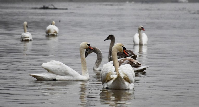 Novi slučaj ptičje gripe kod Belog Manastira