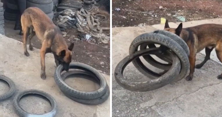 Pas pomogao svojoj vlasnici nositi gume i našao način kako ponijeti četiri odjednom