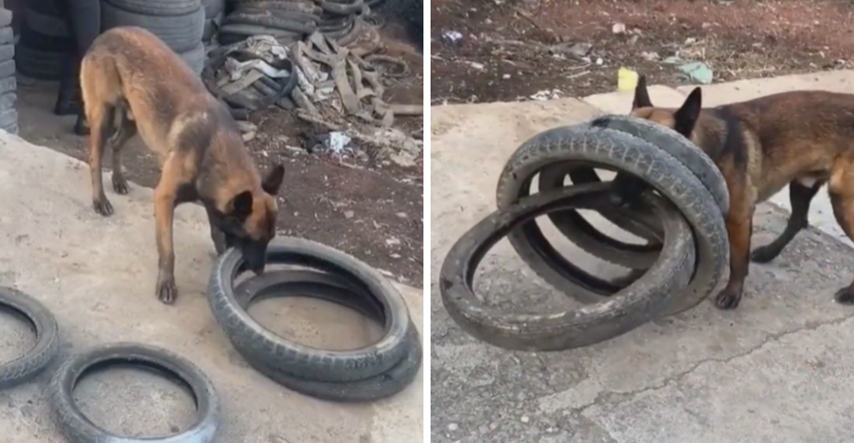 Pas pomogao svojoj vlasnici nositi gume i našao način kako ponijeti četiri odjednom