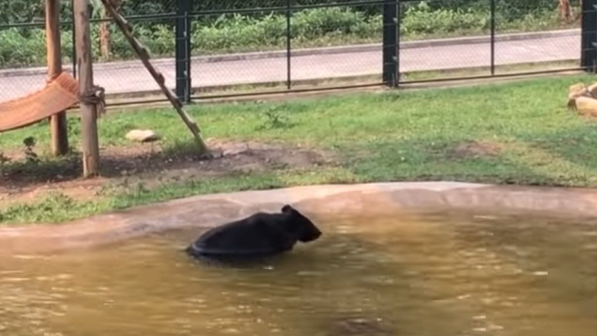 Nakon devet godina u kavezu ovaj medo je osjetio što znači sloboda