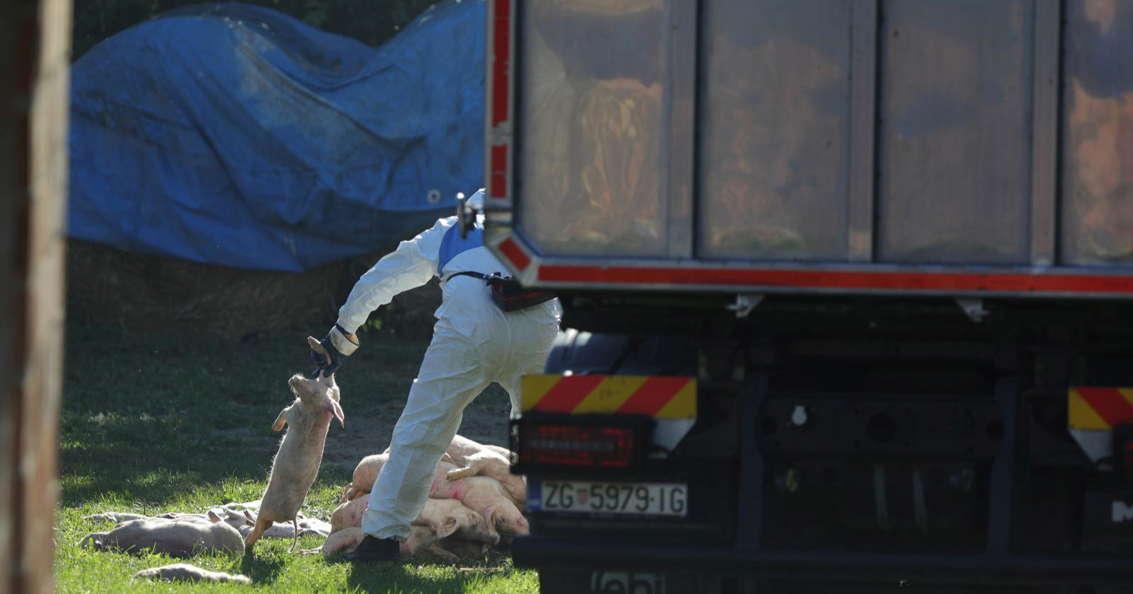 Ministarstvo ukida zone zaštite od afričke svinjske kuge u Aljmašu i Bijelom Brdu