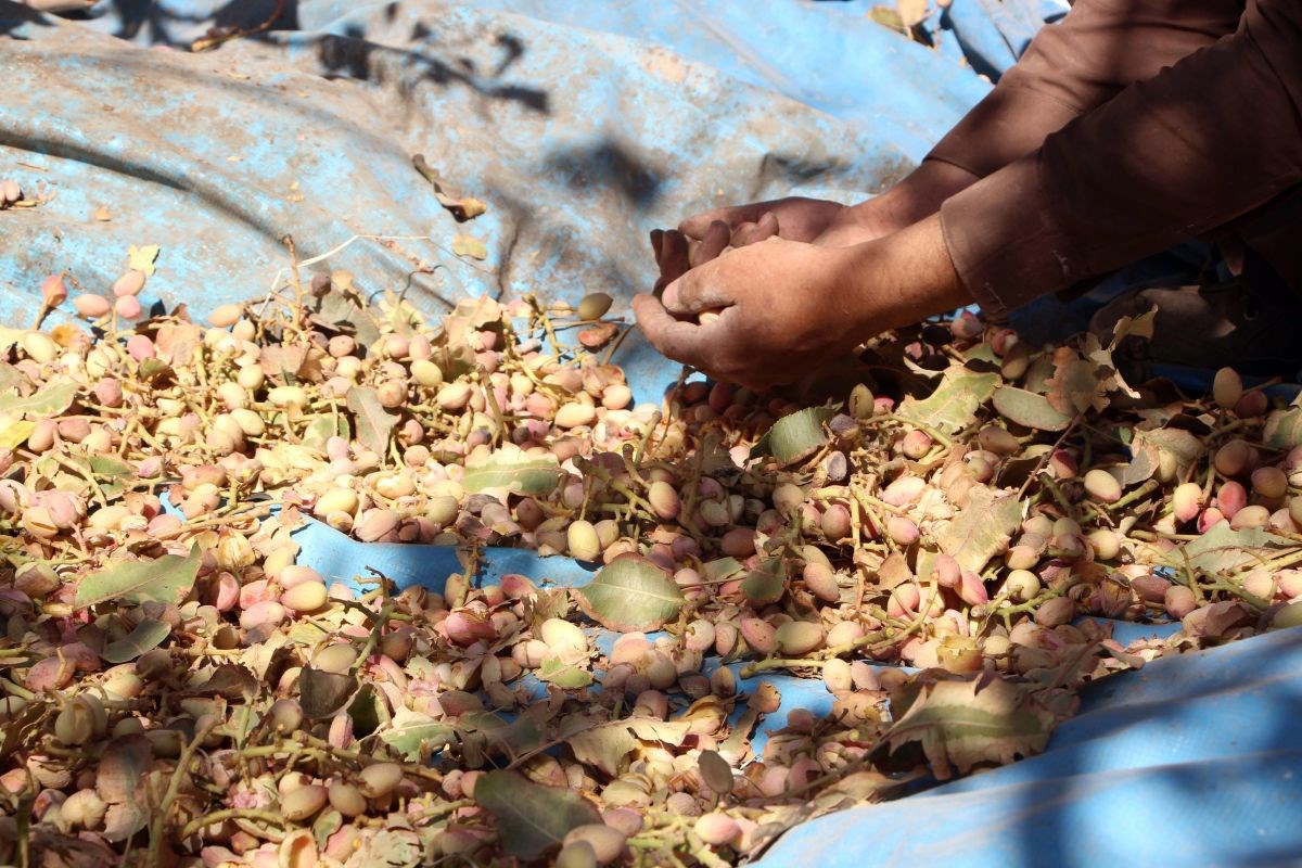 Usporio iranski izvoz pistacija