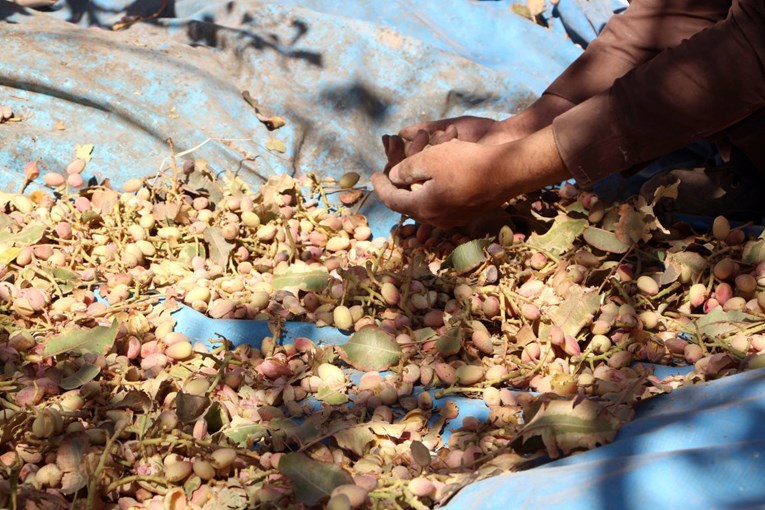 Usporio iranski izvoz pistacija