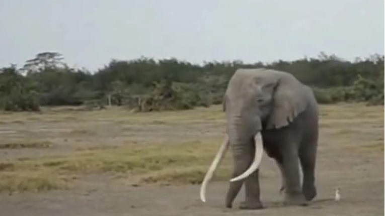 Jedan od posljednjih velikih slonova u Keniji uginuo u dobi od 50 godina
