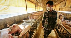 Vijetnam šalje Filipinima cjepivo protiv afričke svinjske kuge