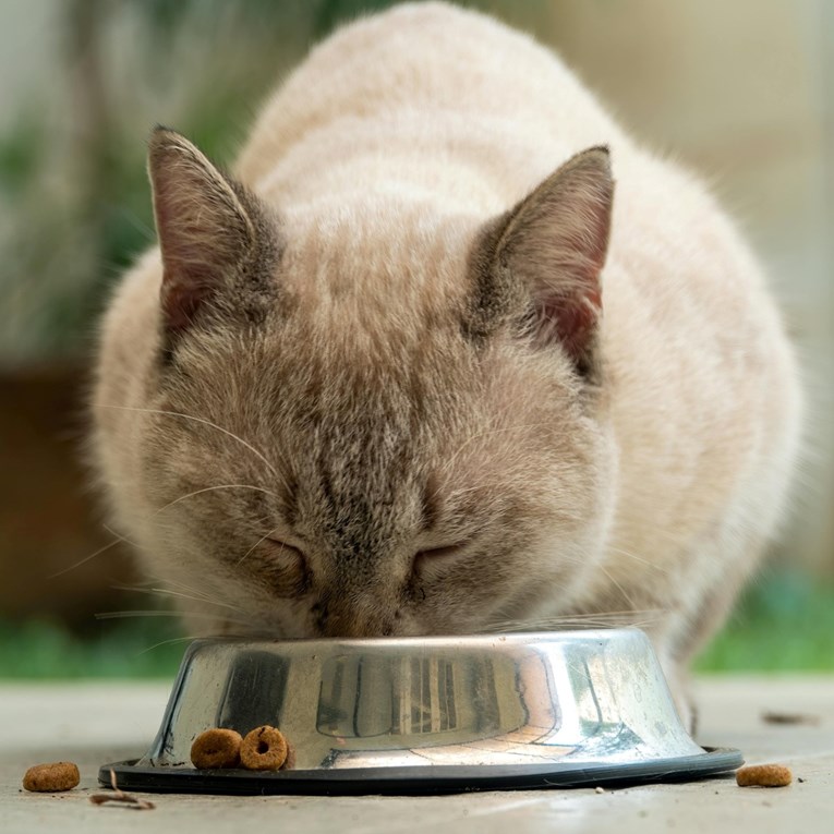 Prehrana kod mačaka važnija je nego što mislimo: Evo koliko puta trebaju jesti u danu