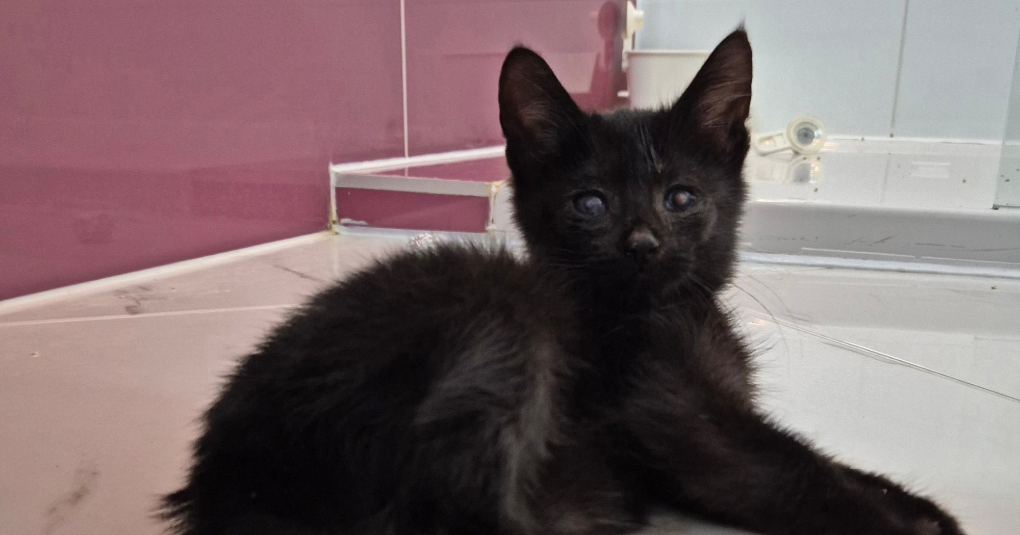 Maleni Dragec ostat će slijep, ali nije izgubio volju za igrom. Traži dom
