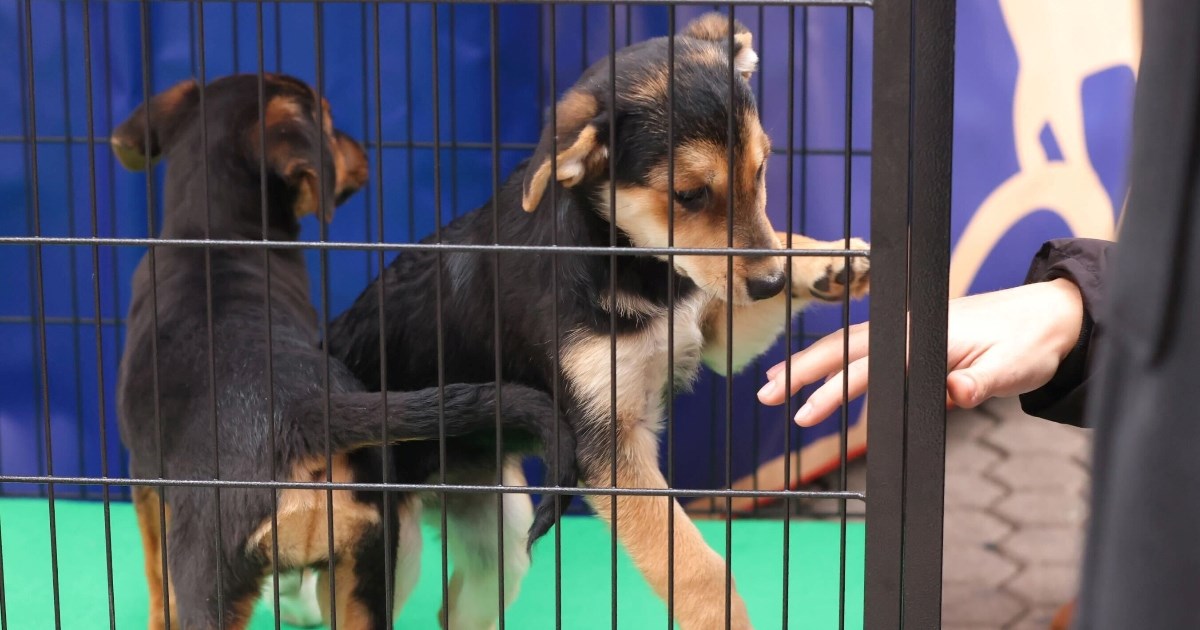 Želite udomiti psa? Na Trgu bana Jelačića čekaju vas ovi preslatki štenci