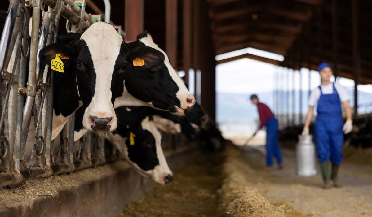 Danska uvodi porez na emisiju stoke. Farmeri će plaćati 90 eura po kravi
