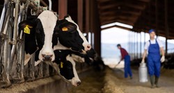 Danska uvodi porez na emisiju stoke. Farmeri će plaćati 90 eura po kravi