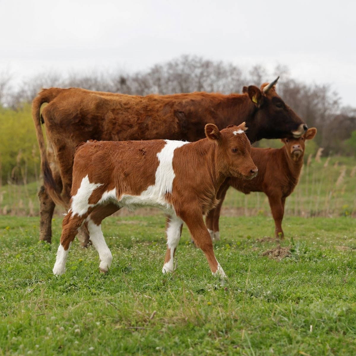 Farmer izgubio prsten dok je hranio krave. Četiri mjeseca kasnije zvali ga iz mesnice