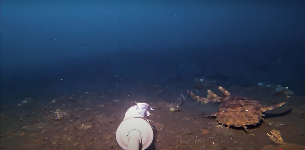 Spustio kameru na dno oceana i snimio predatora koji guta morske pse