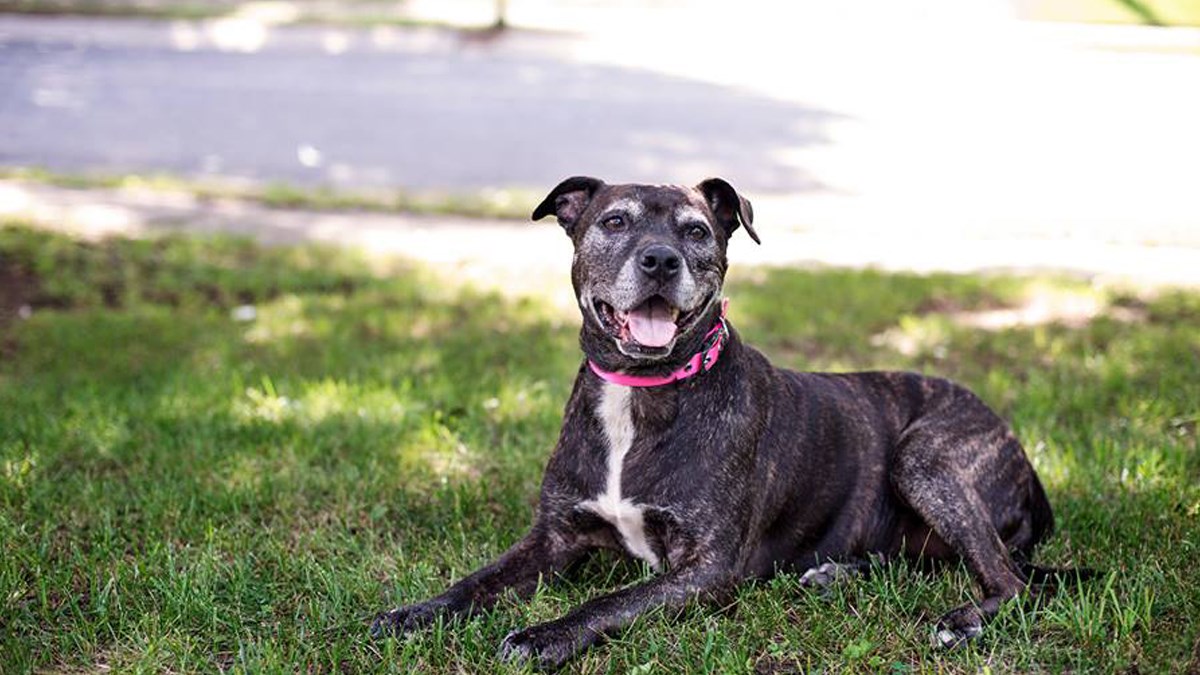 Kujica je bila vraćena u azil zbog bolesti, a oni su joj odlučili pružiti dom