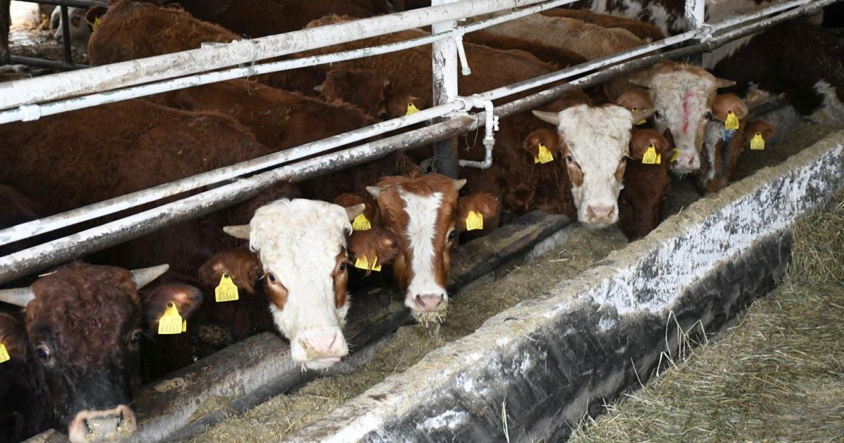 Proizvođači junadi žele obećani Centar za meso u Križevcima