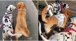Labrador prerušen u dalmatinera oduševio internet: "To je dalmabrador"