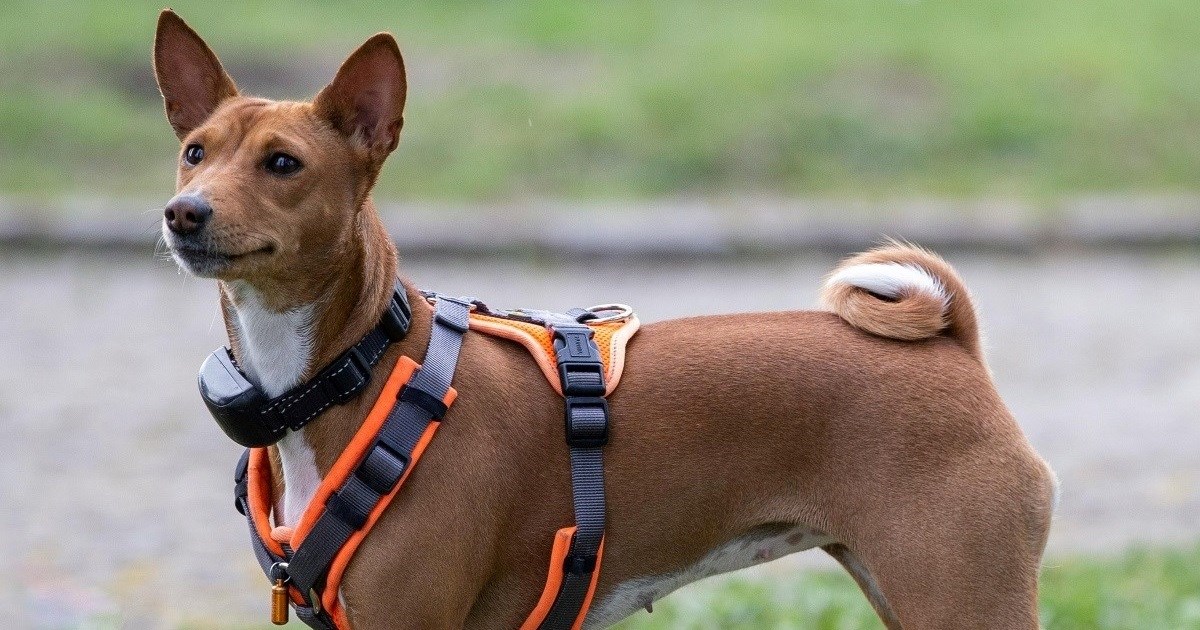 Pas koji ne laje, ali sve kaže pogledom