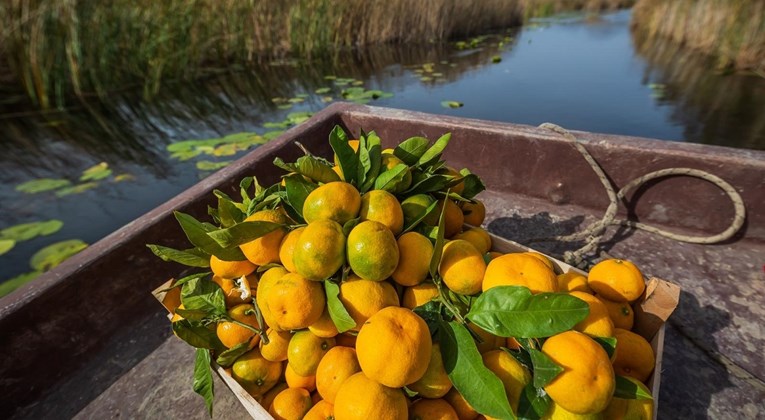 Počinje berba neretvanskih mandarina. Proizvođač: Cijena je loša da to nije normalno