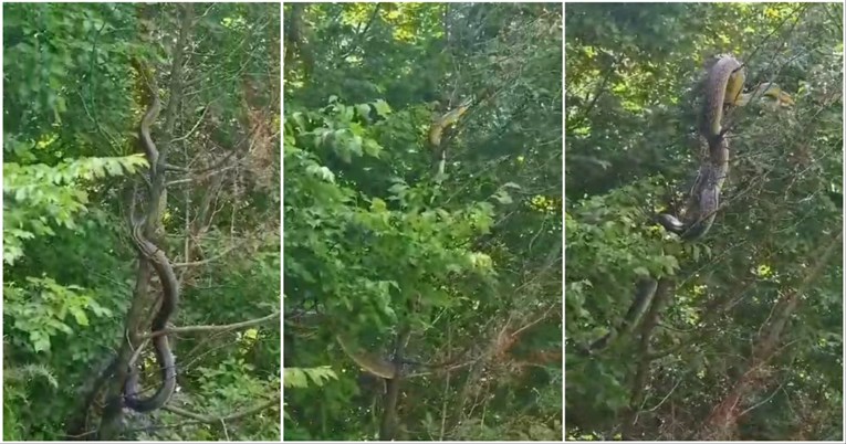 VIDEO U Hercegovini snimljena ogromna zmija, navodno je duga preko 3 metra