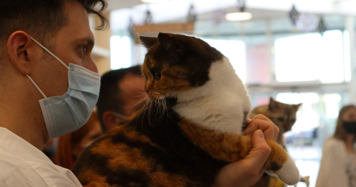 Više od 130 mačaka šesnaest različitih pasmina za vikend na izložbama u Zagrebu