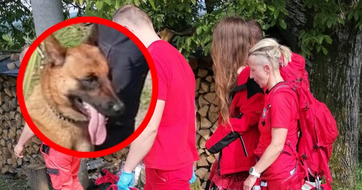 Mlada žena nestala kod Pleternice, spasio je HGSS. Ključnu ulogu odigrao potražni pas