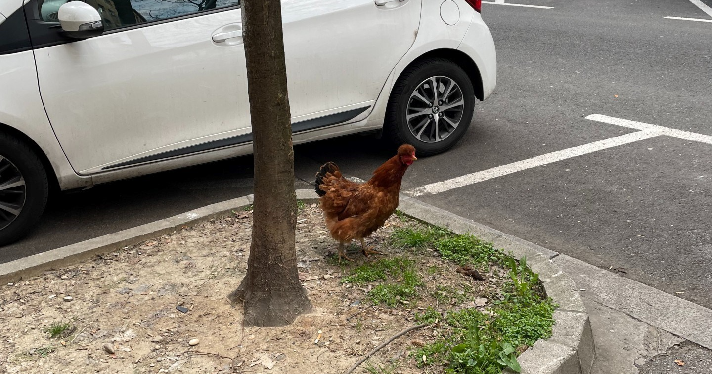 U centru Zagreba viđena kokoš, čitatelj nam poslao fotku: "Novi feudalizam?"